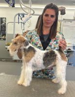 FOX TERRIER EN EPILATION